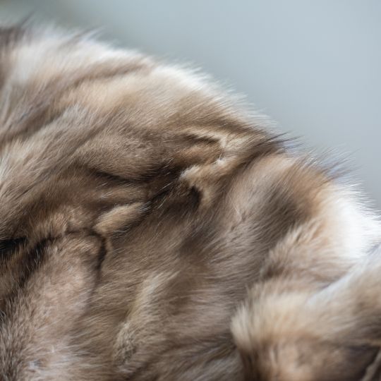 Scandinavian Fox Fur Blanket