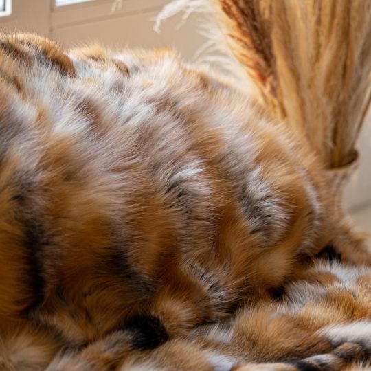 Natural Red Fox Fur Blanket